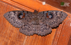 Erebus macrops
