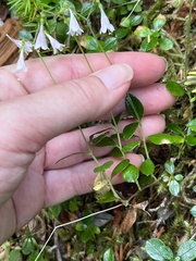 Linnaea borealis longiflora
