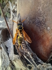 Polistes