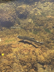 Oncorhynchus gorbuscha