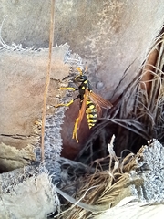 Polistes