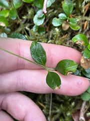 Linnaea borealis longiflora