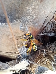 Polistes
