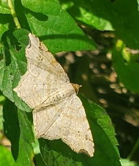 Macaria aemulataria