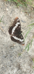 Limenitis lorquini
