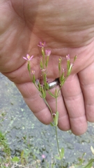 Zeltnera muehlenbergii