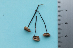 Mycetinis scorodonius