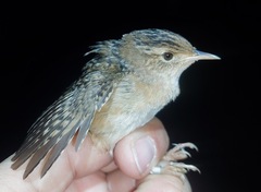 Cistothorus stellaris