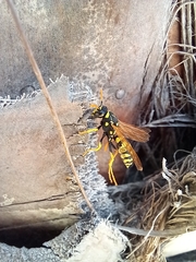 Polistes