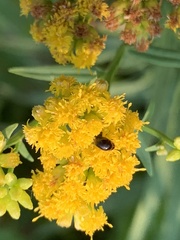Olibrus