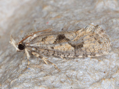 Acrolophus variabilis