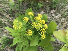 Zizia aurea
