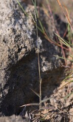 Digitaria mollicoma
