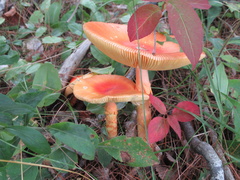 Amanita jacksonii
