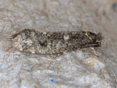 Tineidae