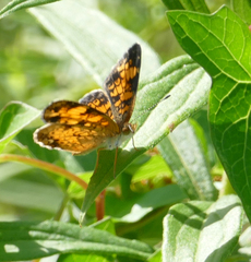 Phyciodes tharos