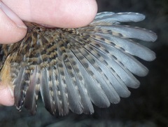 Cistothorus stellaris