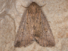 Condica andrena