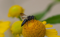Coelioxys octodentatus