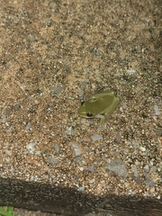 Hyla squirella