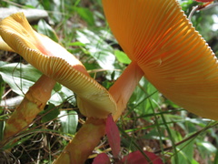 Amanita jacksonii