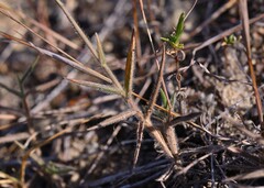 Digitaria mollicoma