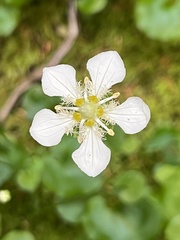 Parnassia fimbriata