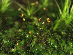 Fissidens
