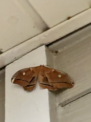 Antheraea polyphemus