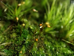Fissidens