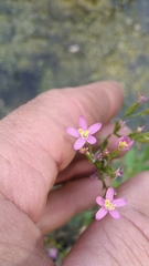 Zeltnera muehlenbergii