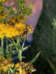 Ancistrocerus adiabatus