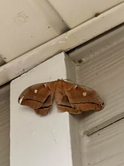 Antheraea polyphemus