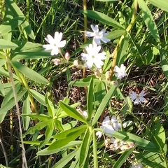 Behenantha