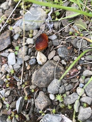 Hygrocybe miniata