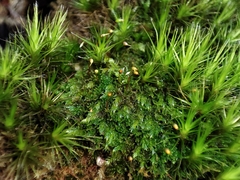 Fissidens