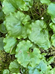 Parnassia fimbriata