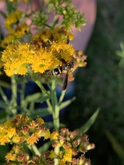 Ancistrocerus adiabatus