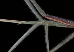 Digitaria mollicoma