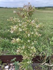 Erigeron
