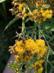 Ancistrocerus adiabatus