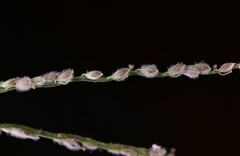 Digitaria mollicoma