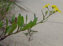 Senecio pinnatifolius