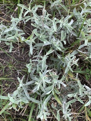 Artemisia ludoviciana