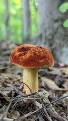 Boletus subvelutipes