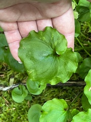 Parnassia fimbriata