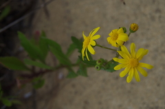 Senecio pinnatifolius