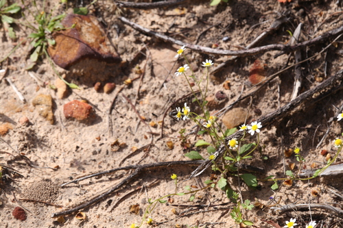 Image of Calotis multicaulis by (c) Hugo Innes, some rights reserved (CC BY)