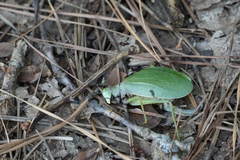 Pterophylla camellifolia