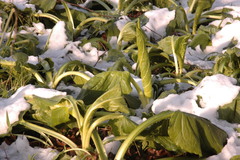 Symplocarpus foetidus